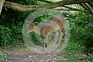 MUNTJAC DE CHINE muntiacus reevesi