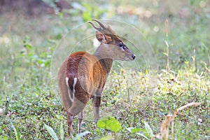 Muntjac deer back profile