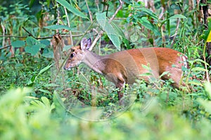 Muntjac deer closeup