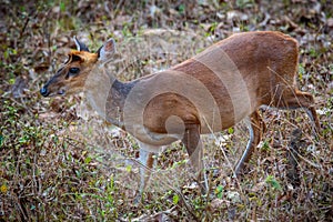 Muntjac deer closeup