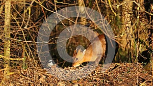 Muntjac Deer Foraging