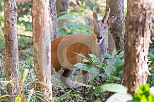 Muntjac deer in forest