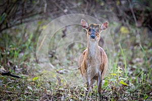 Muntjac deer in habitat on a winter morning