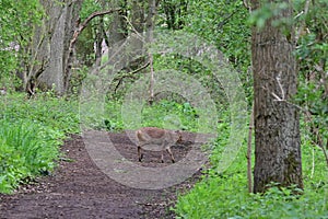 Muntjac Deer, Lopham Fen, Suffolk, England, UK