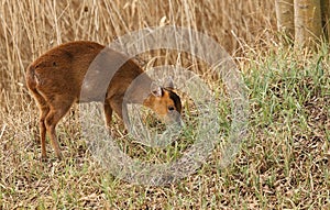 A Muntjac Deer Muntiacus reevesi feeding at the edge of woodland.