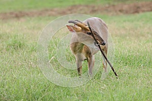 Muntjac Deer playing with stick