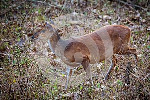 Muntjac deer portrait
