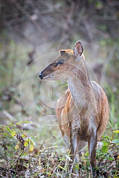 Muntjac deer portrait