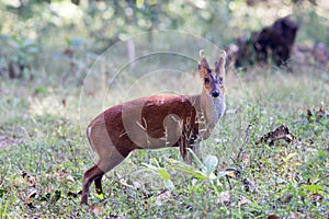 Muntjac deer profile