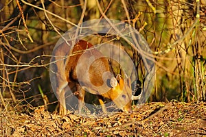 Muntjac Deer searching for food.