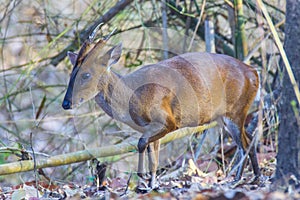 Muntjac deer side view