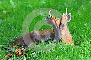 Muntjac Deer sitting on grass close up.
