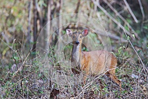 Muntjac deer on a sunny day