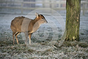 Muntjac, Muntiacus reevesi