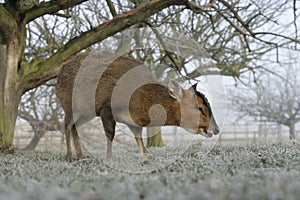 Muntjac, Muntiacus reevesi