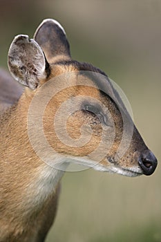 Muntjac, Muntiacus reevesi