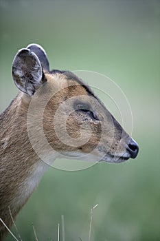 Muntjac, Muntiacus reevesi