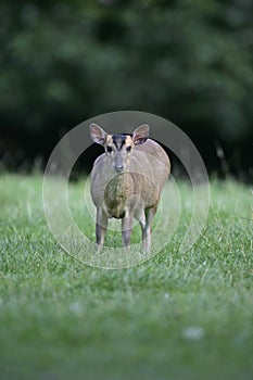 Muntjac, Muntiacus reevesi,