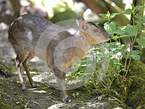 Muntjac of Reeves photo