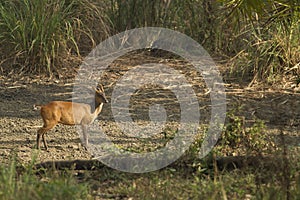 Muntjac in Thong Pha Phum National Park