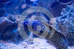 Muraena eel