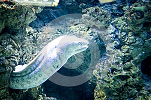 Muraena pavonina is a species of large eels