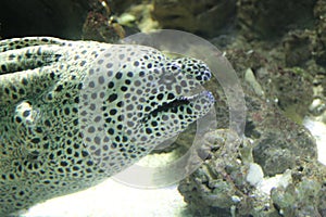 Muraena pavonina is a species of large eels