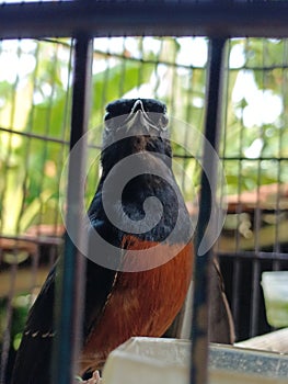 Murai Batu Bird