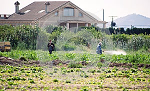 Murcia, Spain, April 23, 2020: Weed insecticide fumigation. Organic ecological agriculture. Spray pesticides, pesticide on growing