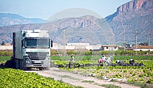 Murcia, Spain, May 2, 2020: Farmers suply during Coronavirus lock down. Farmers or farm workers picking up lettuces in