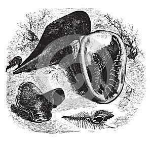 Murcidae, vintage illustration