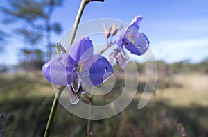 Murdannia giganteum flower in winter and Commelinaceae is its family.