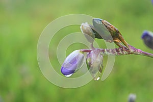 Murdannia giganteum, Thai purple flower and Pine forest