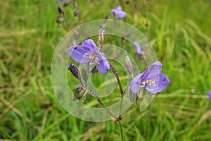 Murdannia giganteum, Thai purple flower and Pine forest