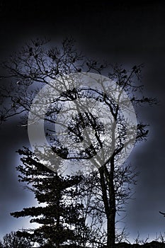 A murder of Crows Gather in a Tree for the Night.