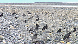 Murder of crows on rocks