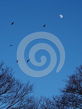 A murder of crows silhouetted by the moon fly over the forest