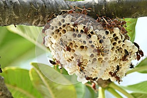 The murder hornets are building their nest on a tree branches