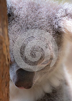 Murderous koala hiding behind a tree stump giving me the death stare