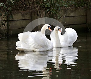 Mure swans reflecting in a river