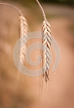 Mure wheat seed