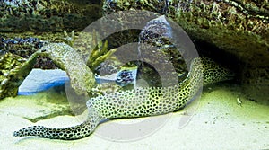 Murena helena - dragon moray eel