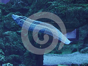 Murena huge snake sweaming away at the blue ocean