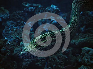 Murena huge snake sweaming at the blue ocean