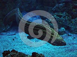 Murena snake at the blue ocean