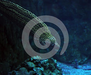 Murena spotted sea snake at the deep blue ocean near the corals