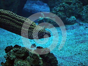 Murena spotted sea snake at deep blue ocean near the corals