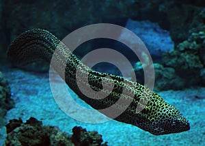 Murena spotted sea snake at deep blue sea near the corals cl