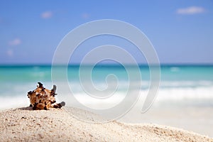 Murex Endivia sea shell on a beach