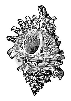 Murex Erinaceus vintage illustration